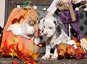 Dalmatian puppy in Halloween decoration