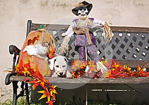 Dalmatian puppy in Halloween decoration