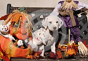 Dalmatian puppy in Halloween decoration
