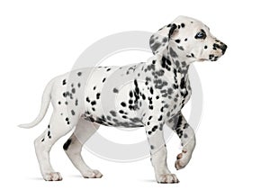 Dalmatian puppy with heterochromia walking photo