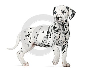 Dalmatian puppy with heterochromia walking photo