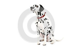 Dalmatian puppy. isolated