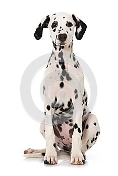 Dalmatian puppy isolated on white background