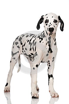 Dalmata parete su bianco 