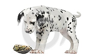 Dalmatian puppy, looking down at a turtle