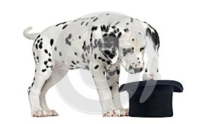 Dalmatian puppy looking at a rabbit in top hat