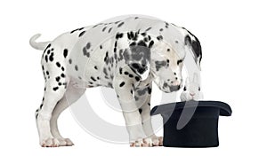 Dalmata parete guarda coniglio un cappello 