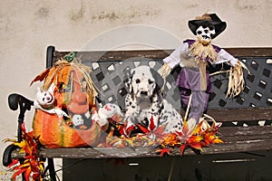 Dalmatian puppy with patch in Halloween decoration