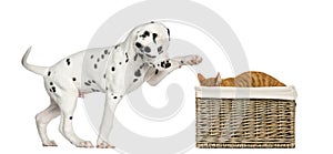 Dalmatian puppy playing with a cat