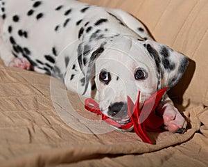 A Dalmatian puppy playing with a red ribbon