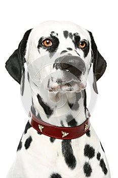 Dalmatian puppy portrait