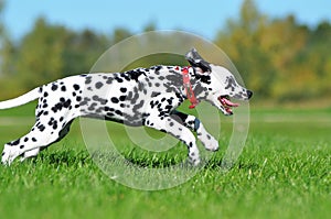 Dalmatian puppy running across the fiel