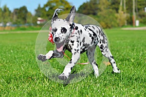 Dalmatian puppy running across the fiel