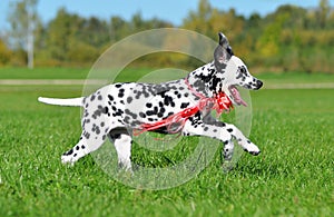 Dalmatian puppy running across the fiel