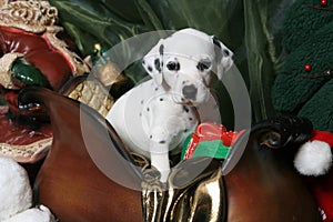 Dalmatian Puppy In Santa's Sleigh 2