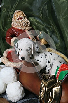 Dalmatian Puppy In Santa's Sleigh 3