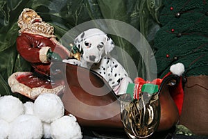 Dalmatian Puppy In Santa's Sleigh 4