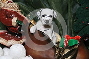 Dalmatian Puppy In Santa's Sleigh 5