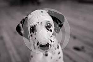 Dalmatian puppy sits on wooden floor in room