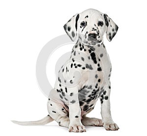 Dalmatian puppy sitting