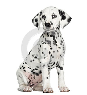 Dalmatian puppy sitting, isolated