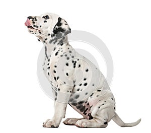 Dalmatian puppy sitting and licking