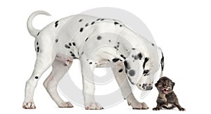 Dalmatian puppy sniffing a kitten meowing