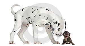 Dalmatian puppy sniffing a kitten meowing photo