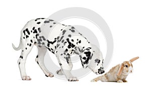 Dalmatian puppy sniffing a rabbit