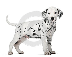 Dalmatian puppy standing