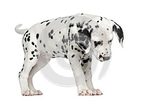 Dalmatian puppy standing, looking down, isolated