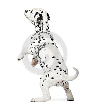 Dalmatian puppy standing up