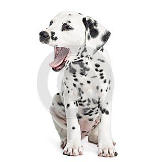 Dalmatian puppy yawning, sitting, isolated
