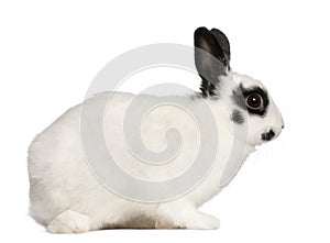 Dalmatian rabbit, 2 months old, Oryctolagus