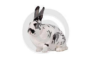Dalmatian rabbit isolated on a white