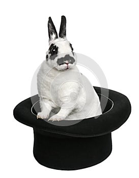 Dalmatian Rabbit standing in magician's top hat