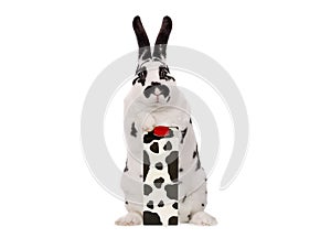 Dalmatian rabbit stands with a paper bag of milk on white background