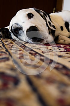 Dalmatian resting