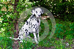 Dalmatian right.