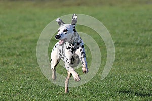 Dalmatian running forwards on grass