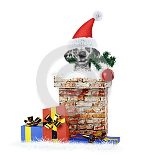 Dalmatian santa dog with christmas tree and ball climbs out of chimney. Isolated on white