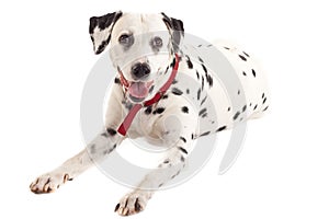 Dalmatian sitting