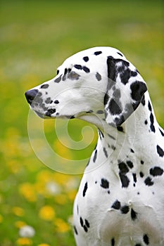 Dalmatian sitting on flowering meadow