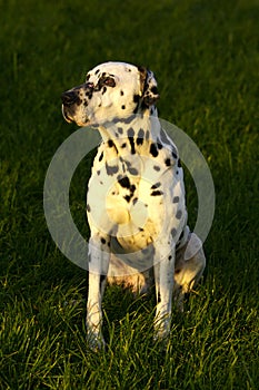 Dalmatian sitting on grass