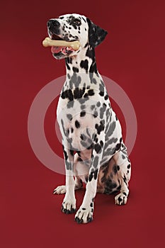 Dalmatian sitting holding rubber bone in mouth