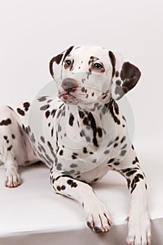 Dalmatian sitting, looking the aside, isolated on white
