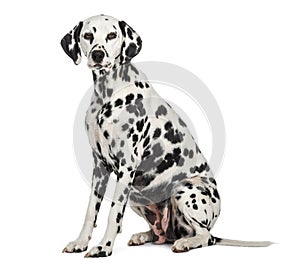 Dalmatian sitting, looking at the camera, isolated