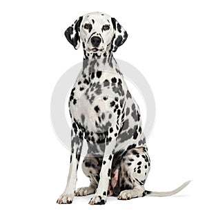 Dalmatian sitting, looking at the camera, isolated