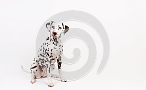 Dalmatian sitting, looking at the camera, isolated on white