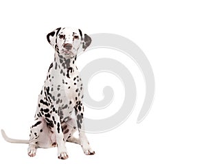 Dalmatian sitting, looking at the camera, isolated on white